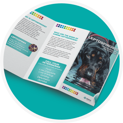 Leptospirosis brochure